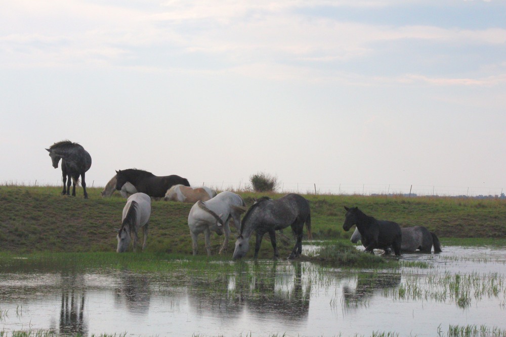 Pure bred percheron sport horses003.jpg